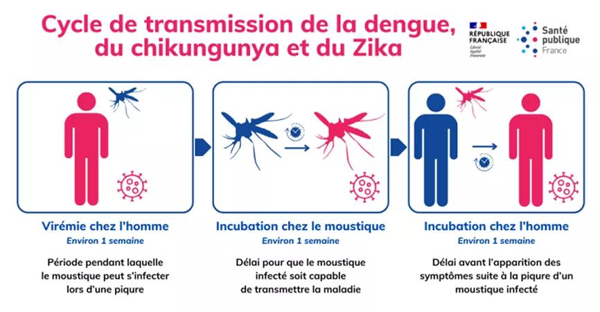 Cycle de transmission de la dengue, chikungunya et zika, description ci après