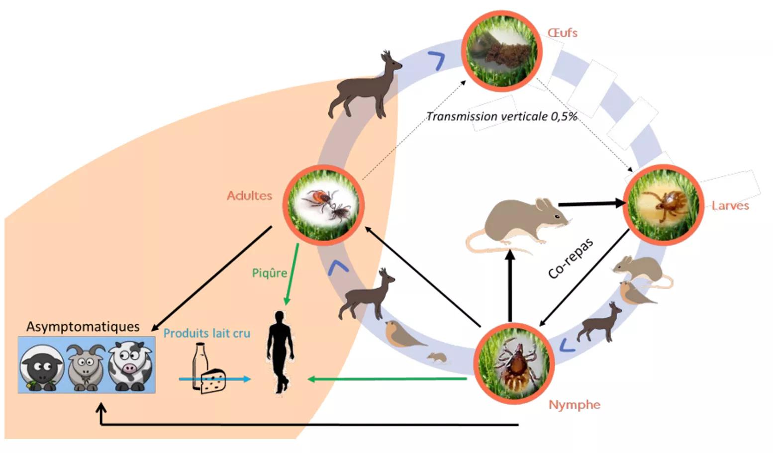 cycle de transmission du virus de l’encéphalite à tique entre les tiques infectées et les mammifères. Source : ANSES